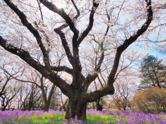 桜大樹