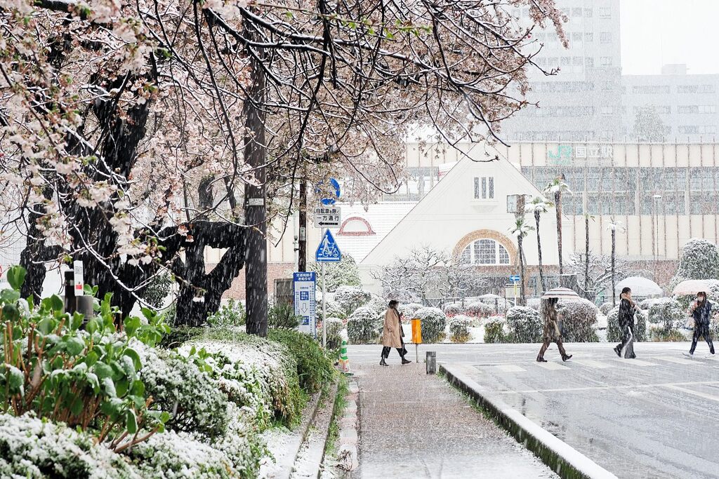 国立の雪桜