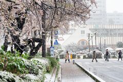 国立の雪桜