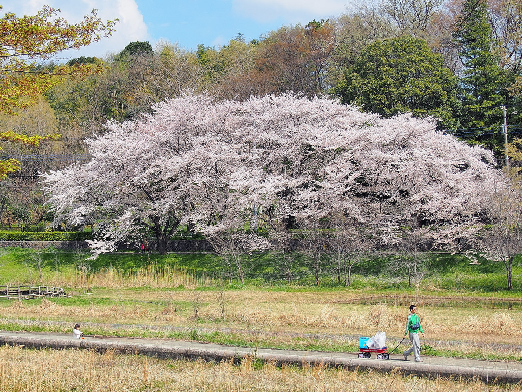 長閑な情景