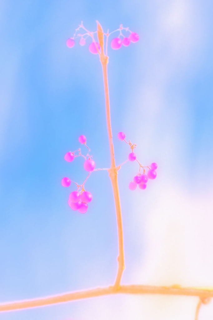 エンジェル・フルーツ