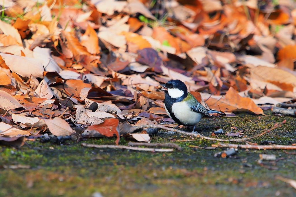 シジュウカラ