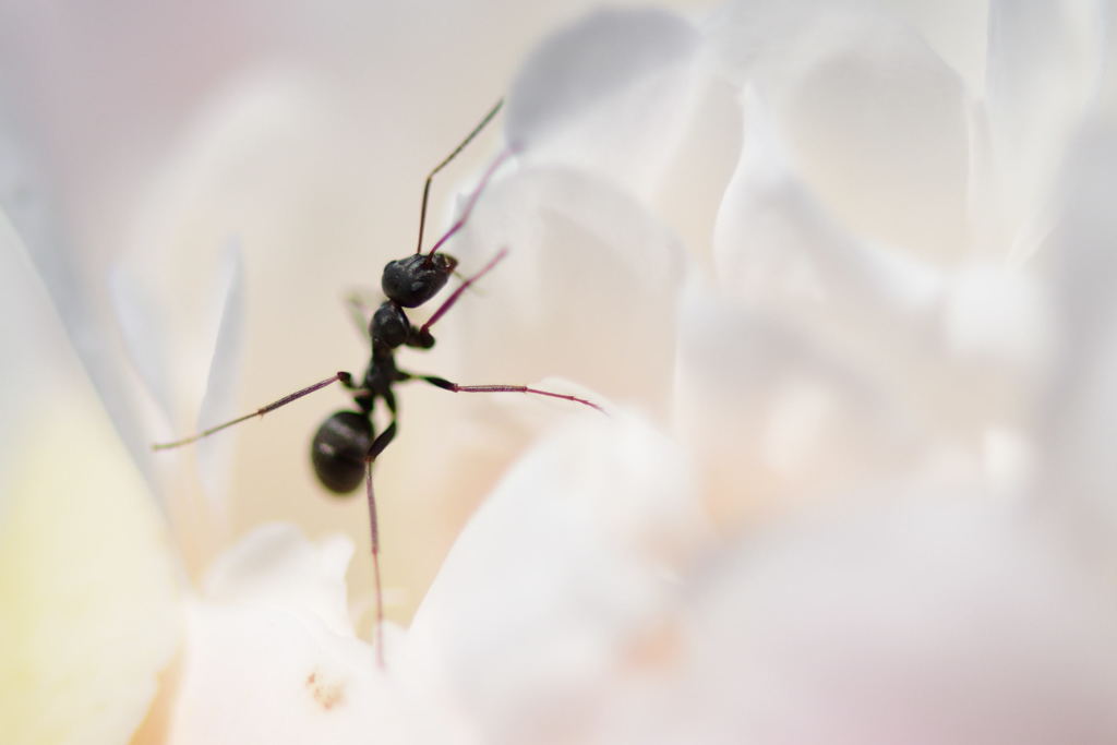 花蜜を求めて