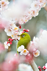 梅に抱かれて