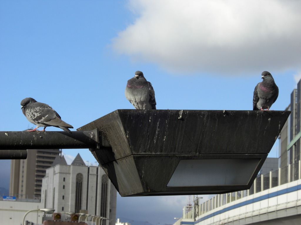 神戸の鳩