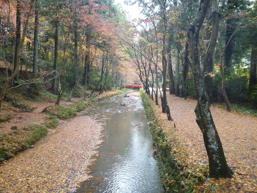 紅葉の道