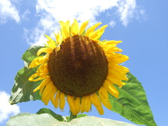 照りつける太陽？
