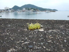 鞆の浦にて