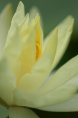 包み込む花弁