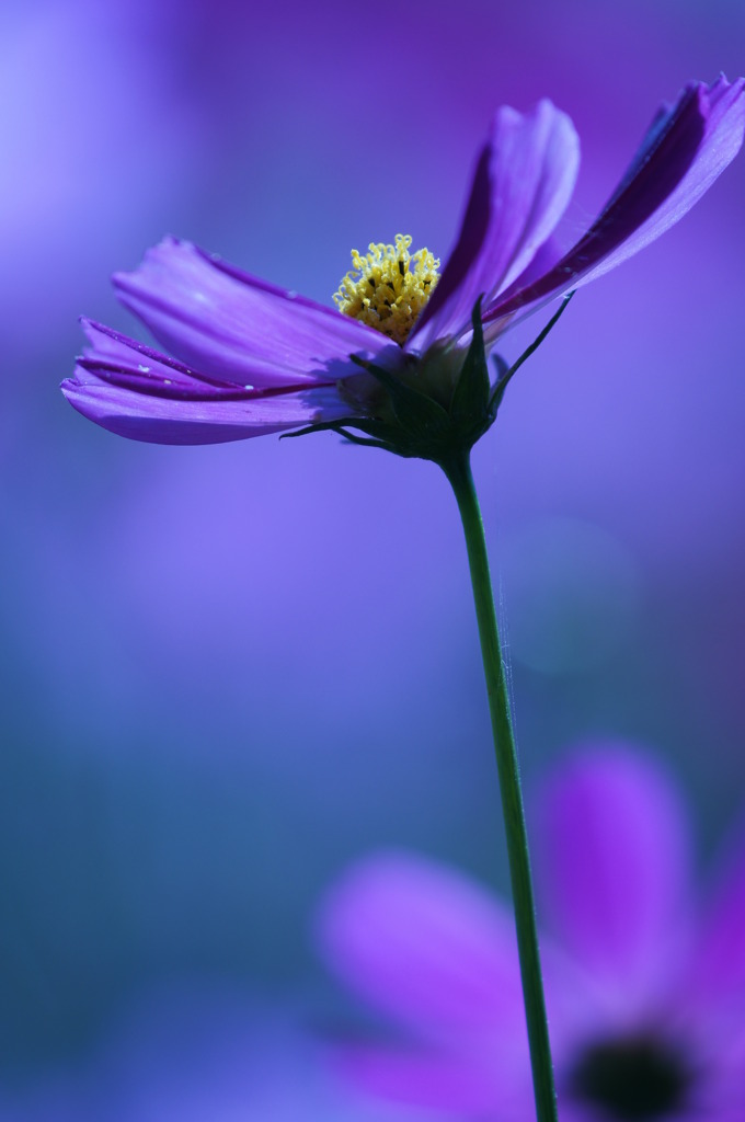 Blue Cosmos No.3
