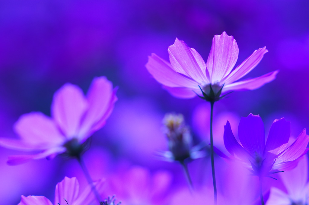 Purple Cosmos