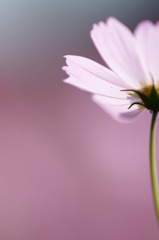 Pink In Pink No.2