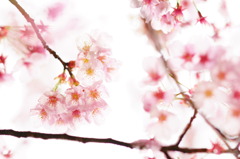 櫻花爛漫