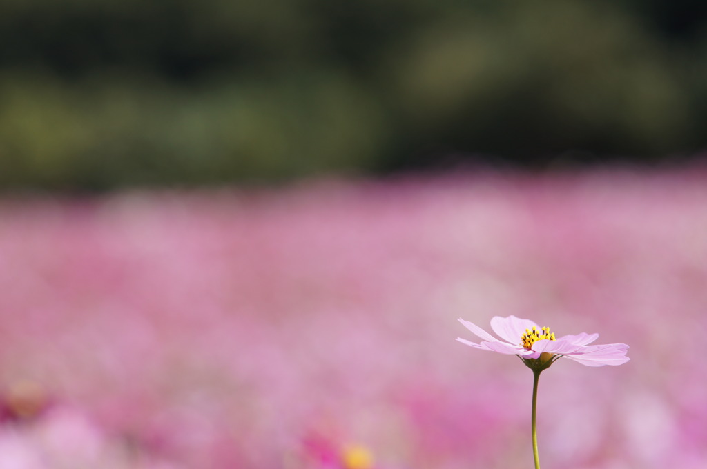 Pink in Pink