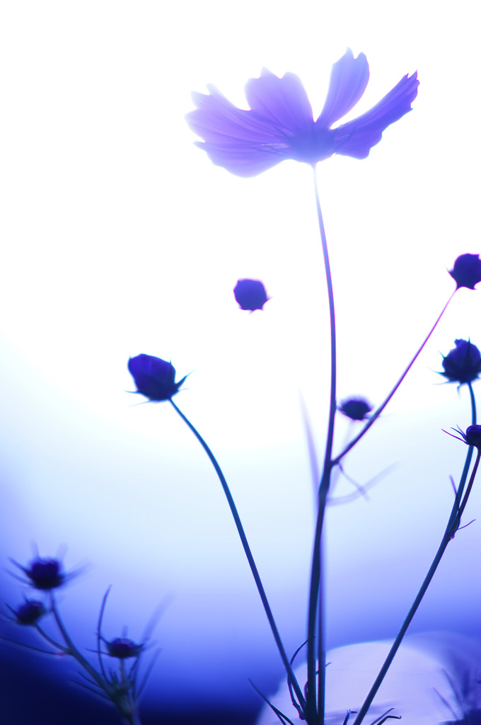 devote to you