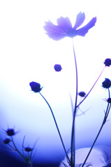 devote to you