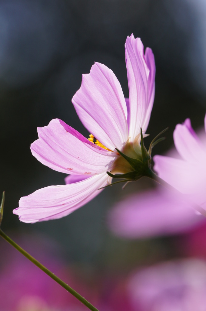 Last Cosmos