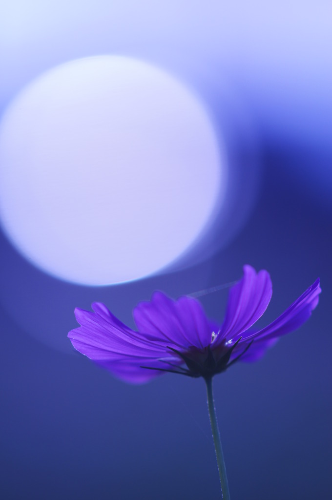 blue cosmos