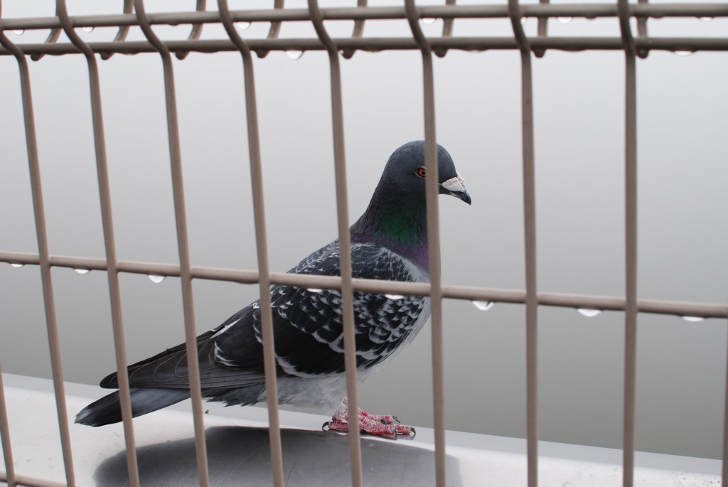 １羽の鳩。