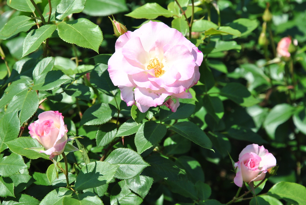 井頭公園のバラ７