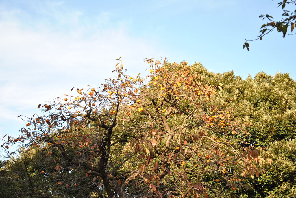 身近な紅葉２