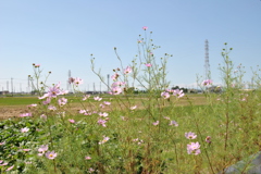 南栗橋の道端にて