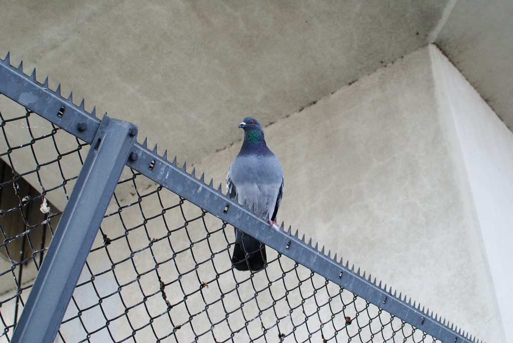 １羽の鳩（その２）