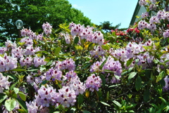 青空の下、百花乱舞