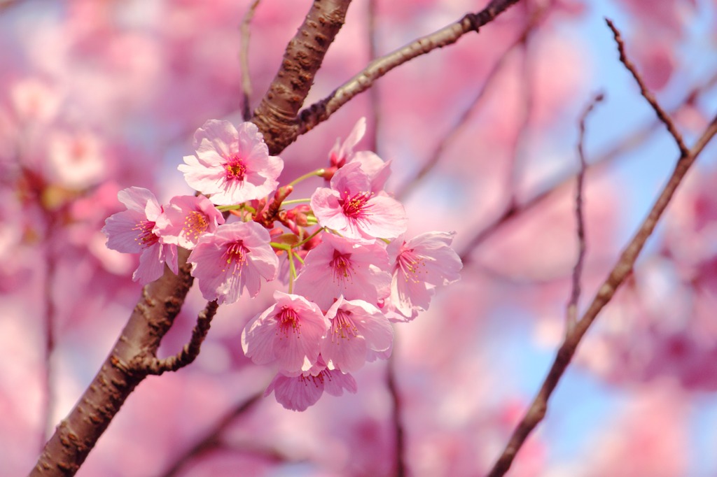 sakura07