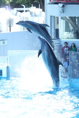 コンビネーション