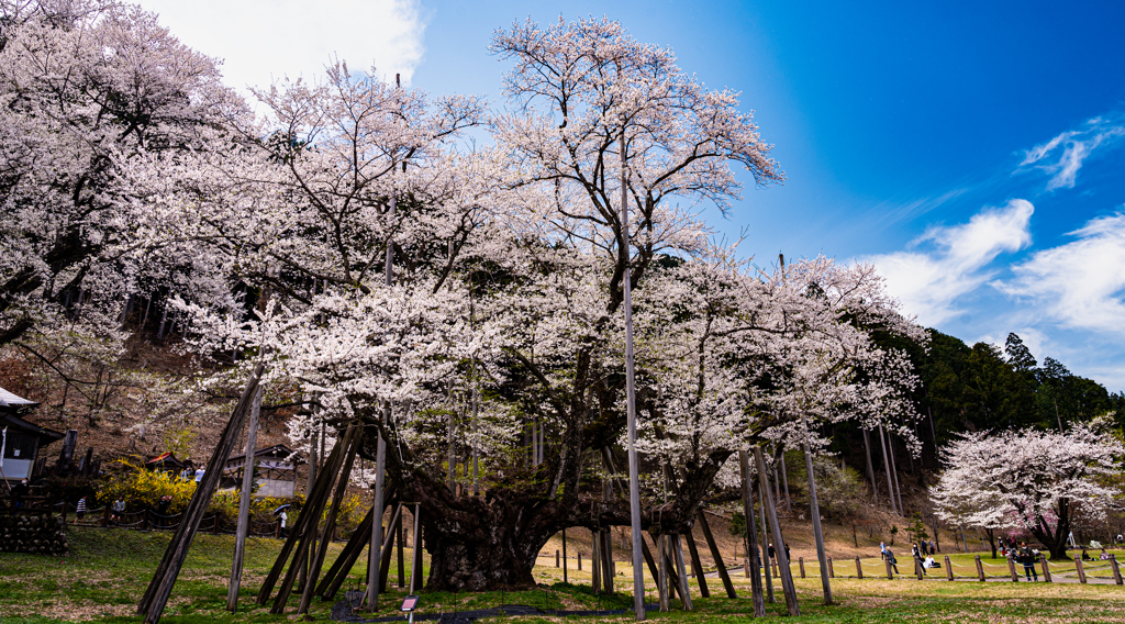 根尾　淡墨桜