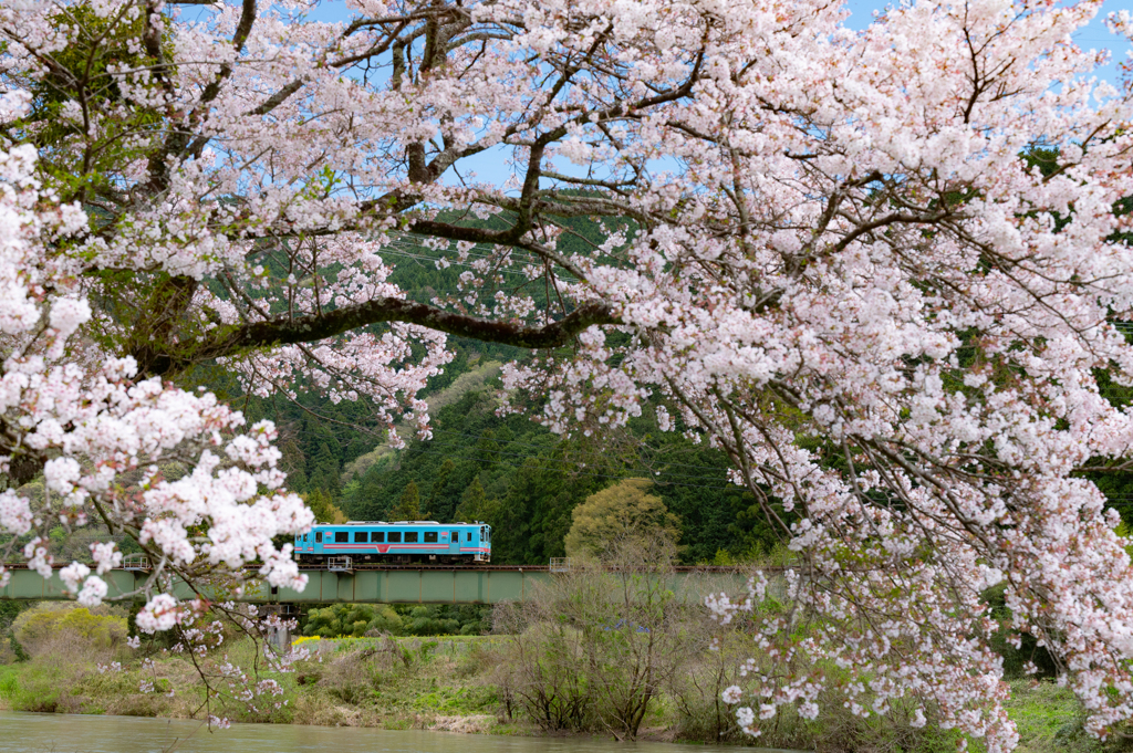 根尾川　樽見鉄道