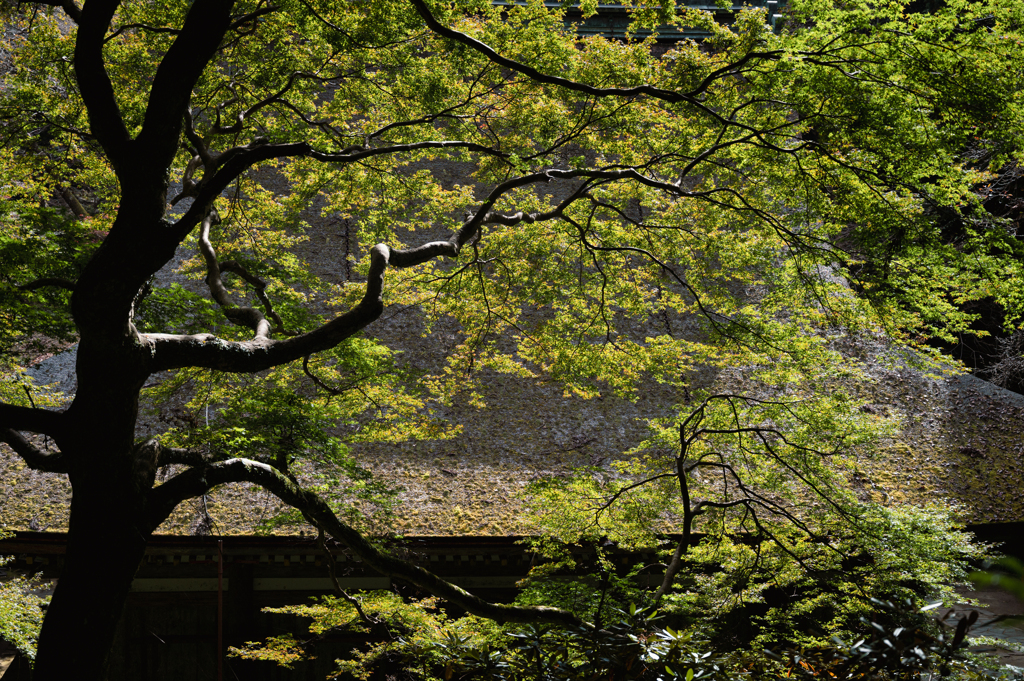 室生寺　その2