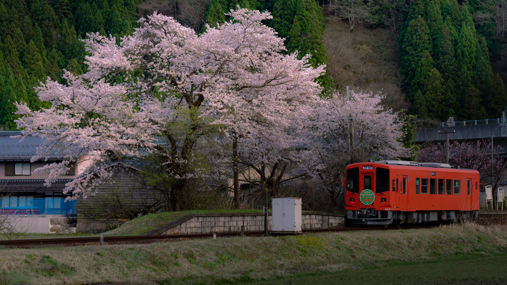 夕暮れの山田