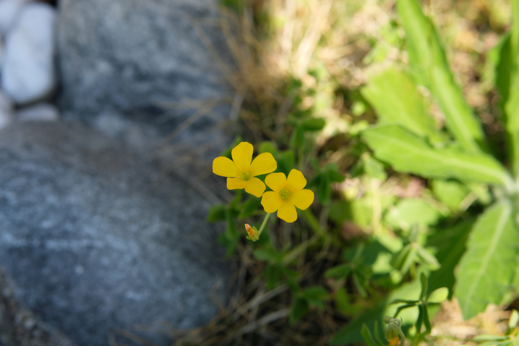 庭の雑草を抜く前に。。