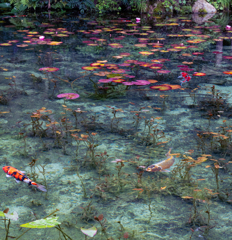 人面魚 in the モネの池