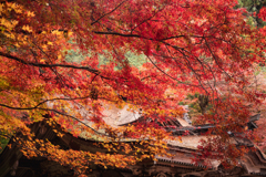 大矢田神社　その2