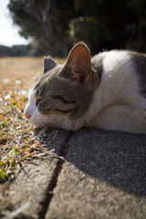 春だ