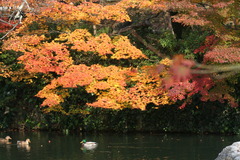 紅葉