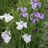 菖蒲の花