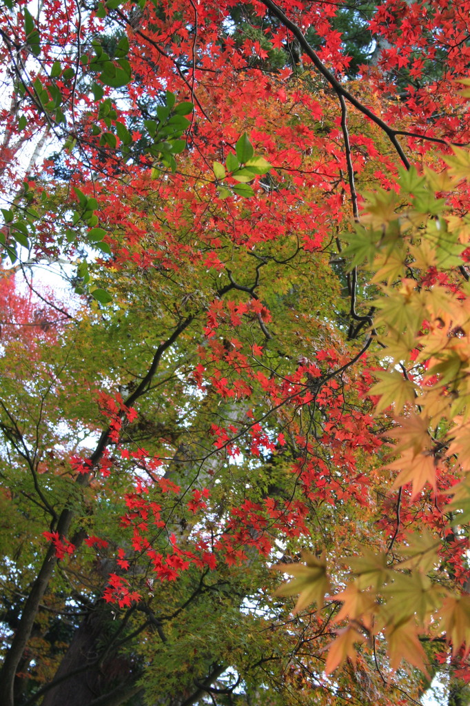 紅葉