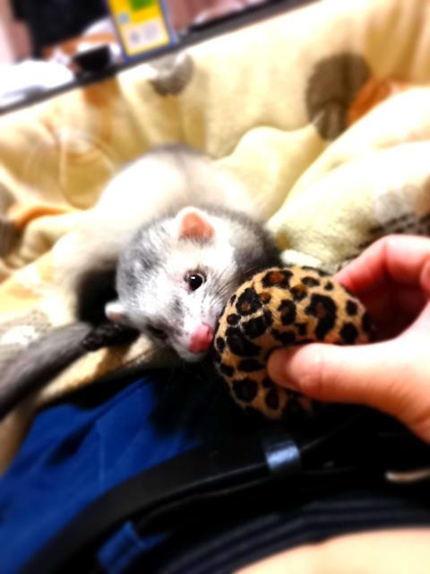 おもちゃに夢中