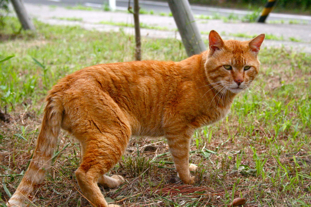 いがいと。。ガッチリさん