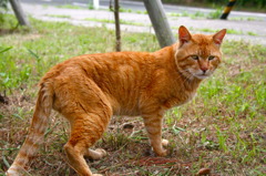 いがいと。。ガッチリさん