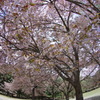 奈良公園