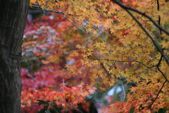 紅葉