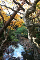 紅葉