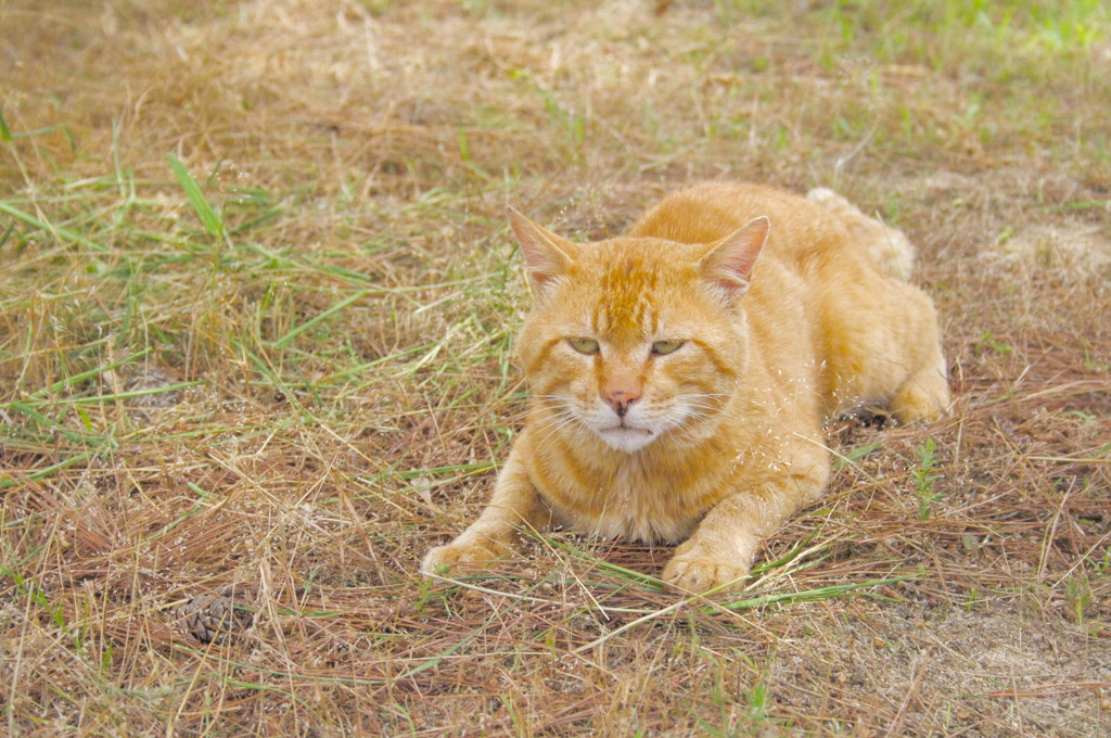 バテバテ・・・