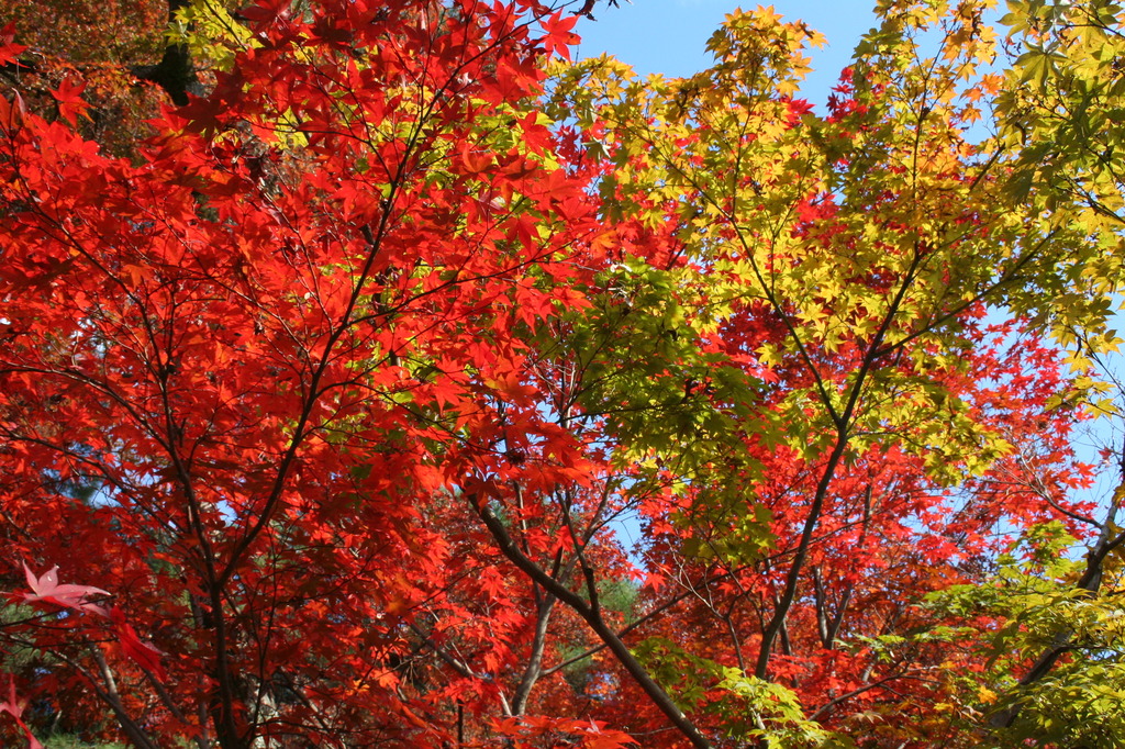 紅葉