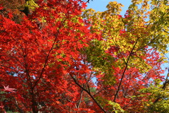紅葉